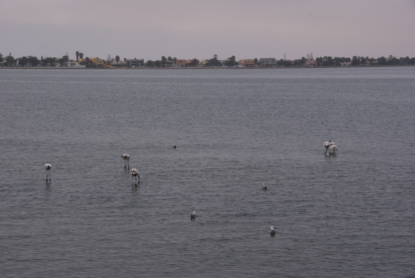 13  flamingos im hafen.jpg